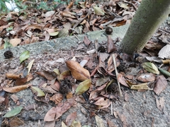 Liquidambar formosana