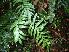 Blechnum montanum