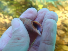 Buccinulum pallidum powelli