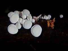 Gloeoporus phlebophorus