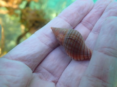 Buccinulum pallidum powelli