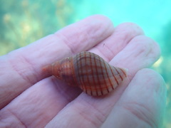 Buccinulum pallidum powelli