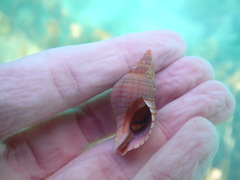 Buccinulum pallidum powelli