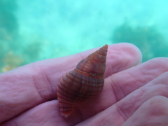 Buccinulum pallidum powelli