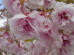Prunus serrulata