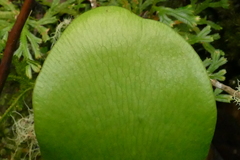 Antrophyopsis boryana image