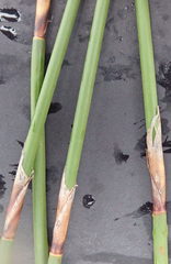 Thamnochortus fraternus