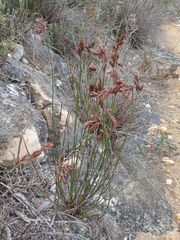 Thamnochortus fraternus
