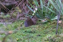 Cavia