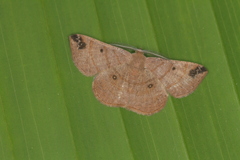 Parilexia cermala