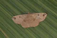 Parilexia cermala