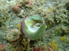 Coelotrochus viridis