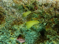 Ciocalypta penicillus