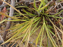 Aciphylla lyallii