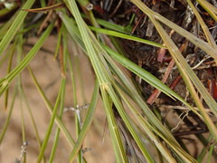 Aciphylla lyallii