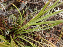 Aciphylla lyallii