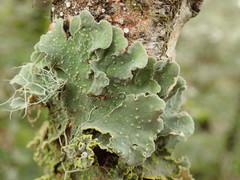 Crocodia rubella