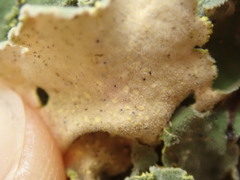 Crocodia rubella
