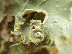 Crocodia rubella