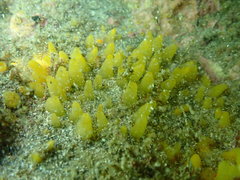 Ciocalypta penicillus