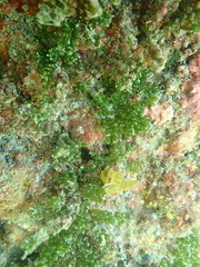 Caulerpa geminata