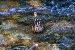 Gallinago andina