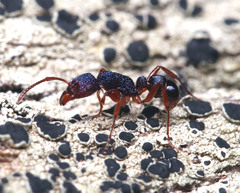 Rhytidoponera aspera