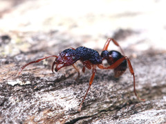 Rhytidoponera aspera