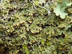Pannaria xanthomelana