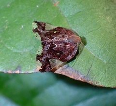 Ricania speculum