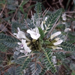 Astragalus tragacantha