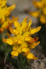 Genista tournefortii