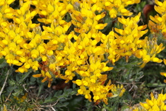 Genista tournefortii