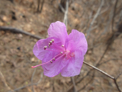 Rhododendron mucronulatum