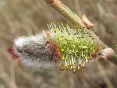Salix gracilistyla