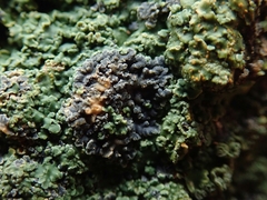 Pannaria xanthomelana