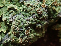 Pannaria xanthomelana