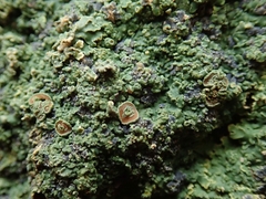 Pannaria xanthomelana