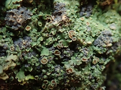 Pannaria xanthomelana