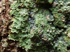 Pannaria xanthomelana