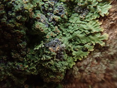Pannaria xanthomelana
