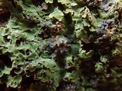 Pannaria xanthomelana