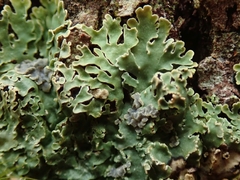 Pannaria xanthomelana