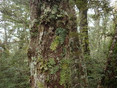 Pannaria xanthomelana