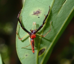 Viciria pavesii