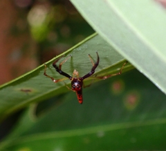 Viciria pavesii