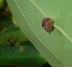 Viciria pavesii