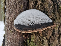 Phellinus populicola