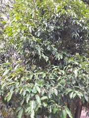 Castanopsis formosana