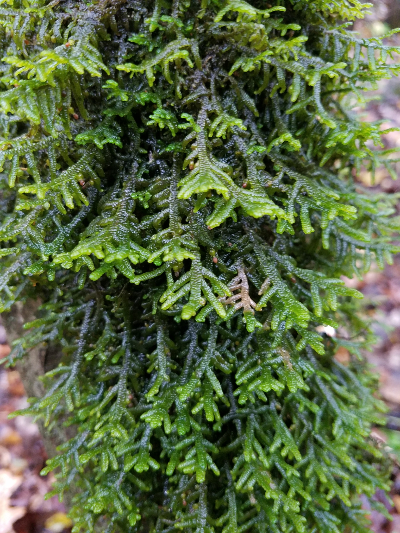 Porella platyphylla